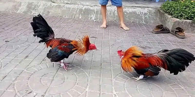 GIới thiệu về trò chơi đá gà tre là gì? GIới thiệu về trò chơi đá gà tre là gì?